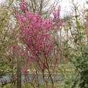 Cercis chinensis P1B P6